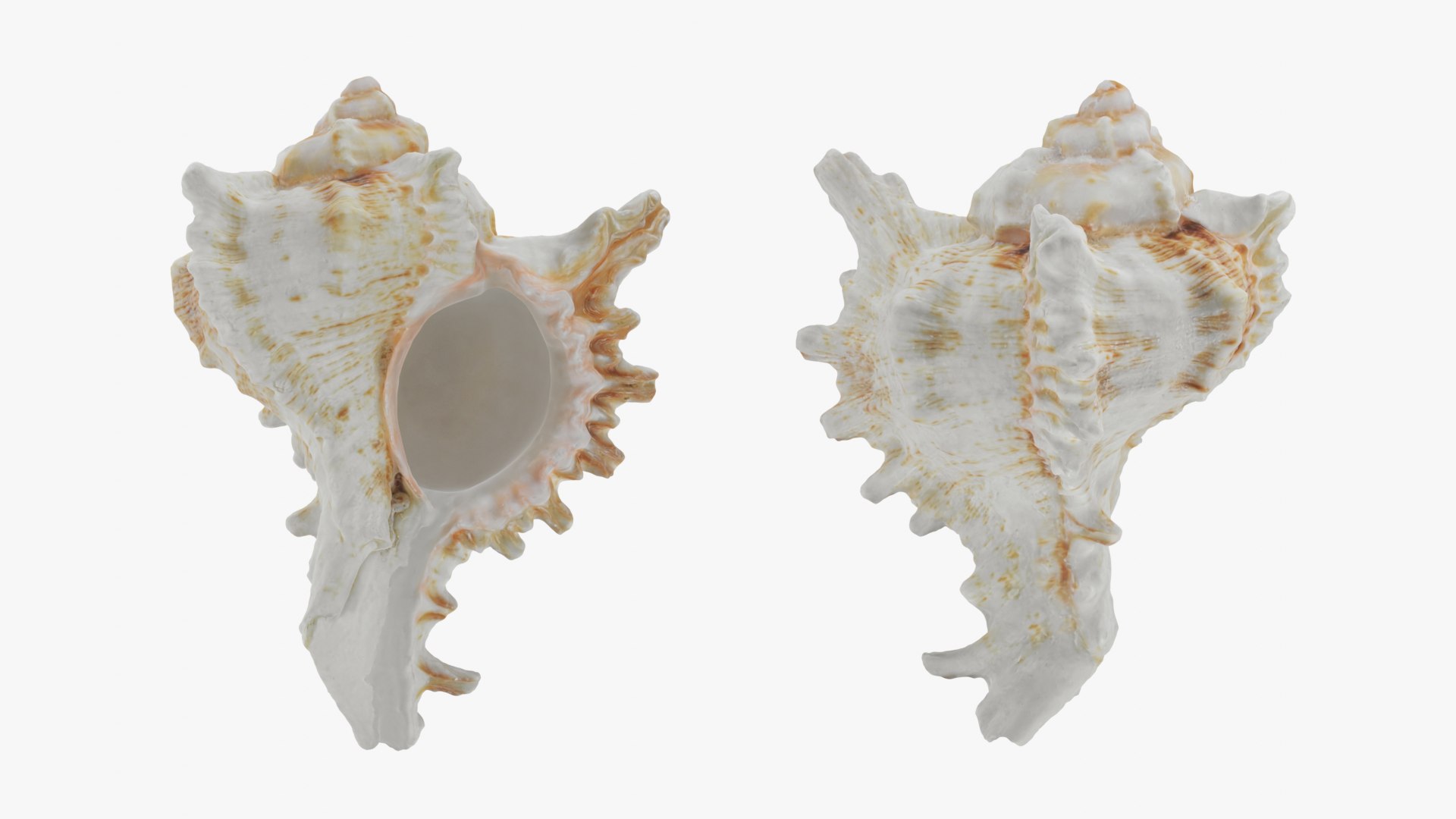 Murex Shell Collection 3D model https://p.turbosquid.com/ts-thumb/mp/ijV4ER/4v/murex04_0001b/png/1753296218/1920x1080/fit_q87/8c0120c63ed6ae43f54441c28a00493aa9ae7e18/murex04_0001b.jpg