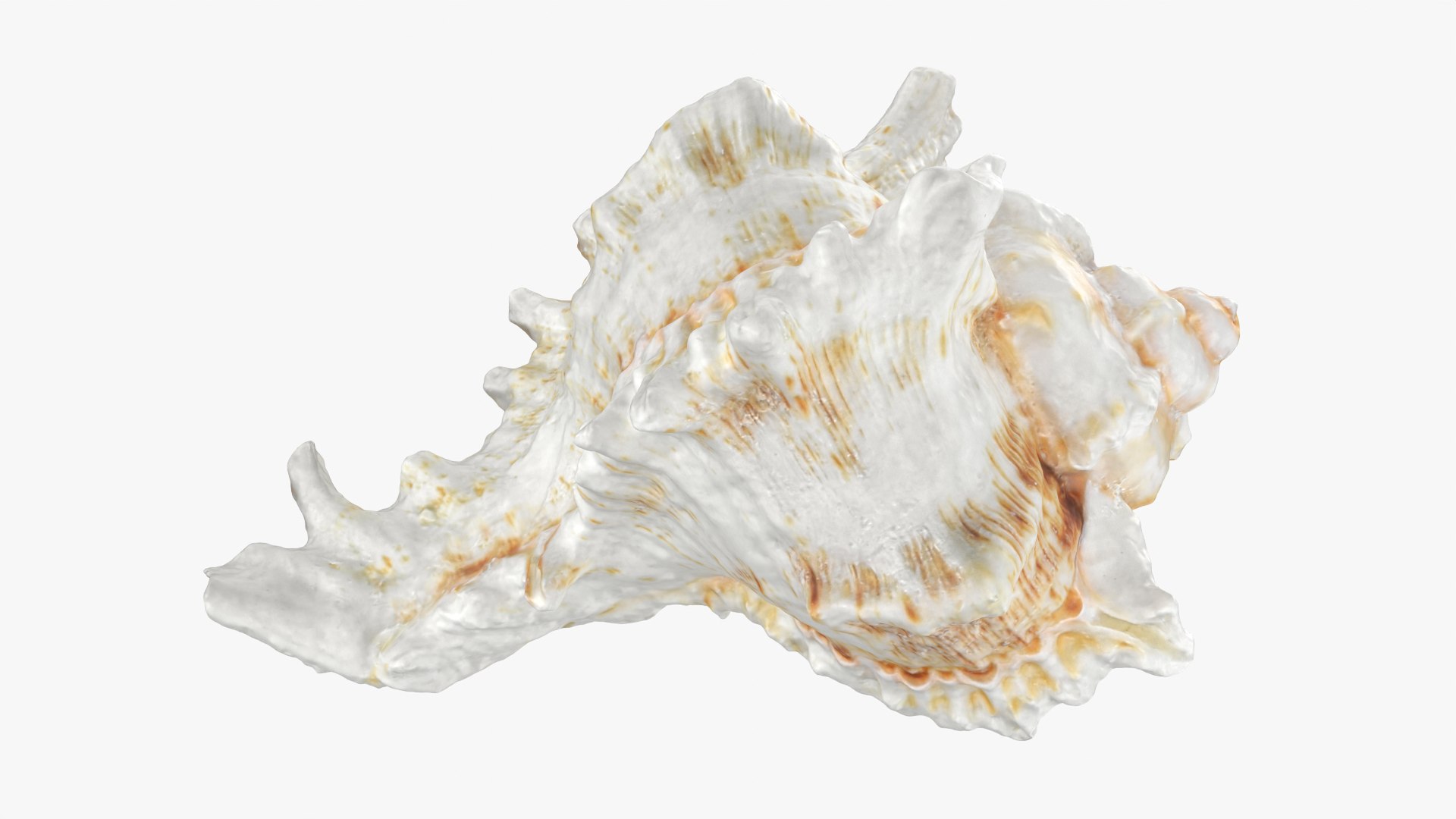 Murex Shell Collection 3D model https://p.turbosquid.com/ts-thumb/mp/ijV4ER/E1/murex04_0001/png/1753296219/1920x1080/fit_q87/3c88977b3d183029fea1f466eb68096a7d5e5525/murex04_0001.jpg