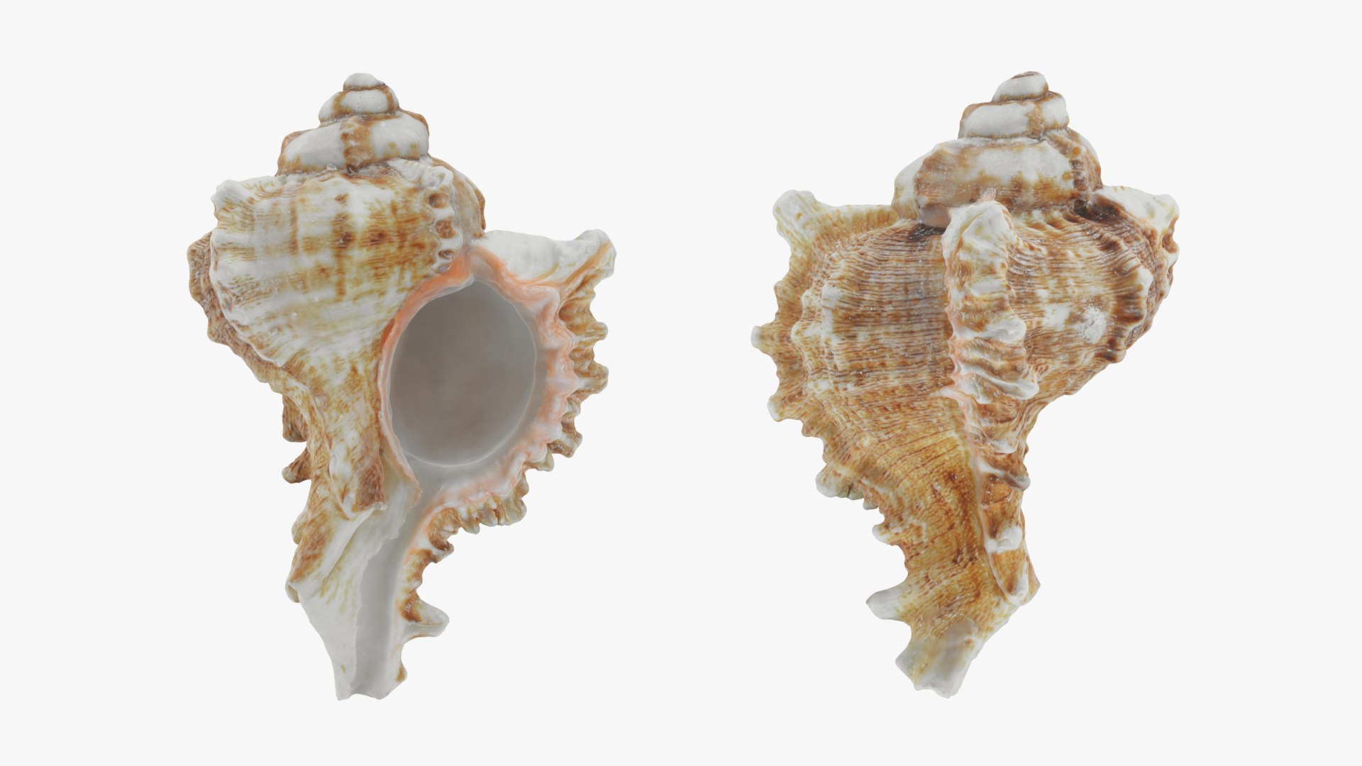 Murex Shell Collection 3D model https://p.turbosquid.com/ts-thumb/mp/ijV4ER/Gy/murex03_0001b/png/1753296241/1920x1080/fit_q87/d7d08011d954d9bddbd64763513937f0e4cc1e51/murex03_0001b.jpg