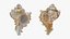 Murex Shell Collection