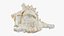 Murex Shell Collection