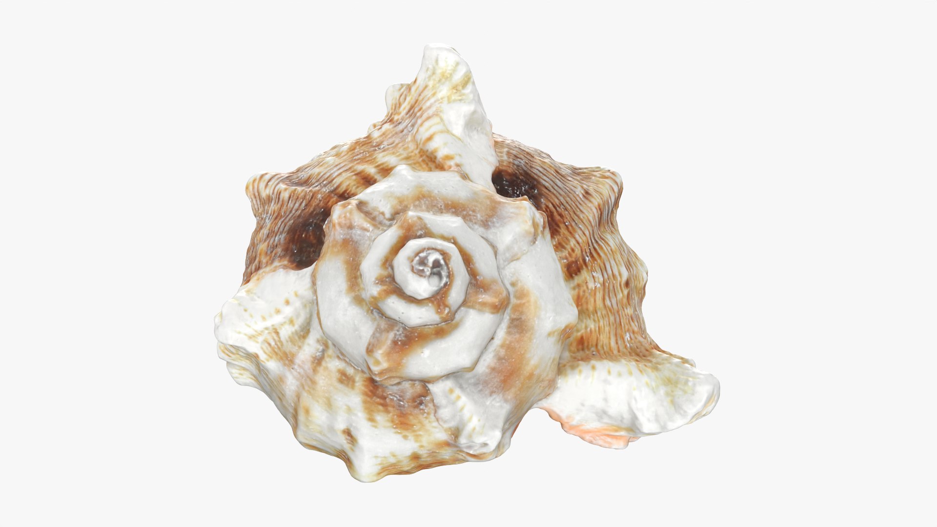 Murex Shell Collection 3D model https://p.turbosquid.com/ts-thumb/mp/ijV4ER/L5/murex03_0004/png/1753296246/1920x1080/fit_q87/c8024eb7906d6c493342628267657f07f37d7d94/murex03_0004.jpg
