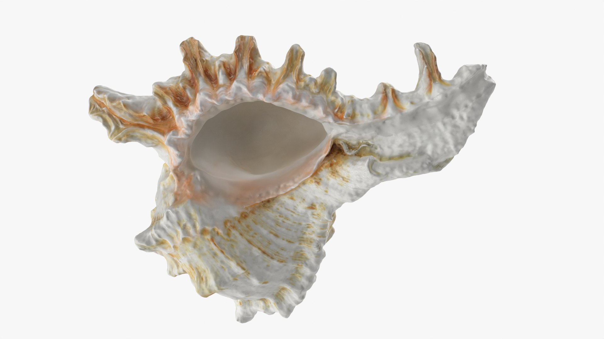 Murex Shell Collection 3D model https://p.turbosquid.com/ts-thumb/mp/ijV4ER/Nm/murex04_0003/png/1753296220/1920x1080/fit_q87/73562beed6a3ef9d6269f4ff2e860cf9f4b6db18/murex04_0003.jpg