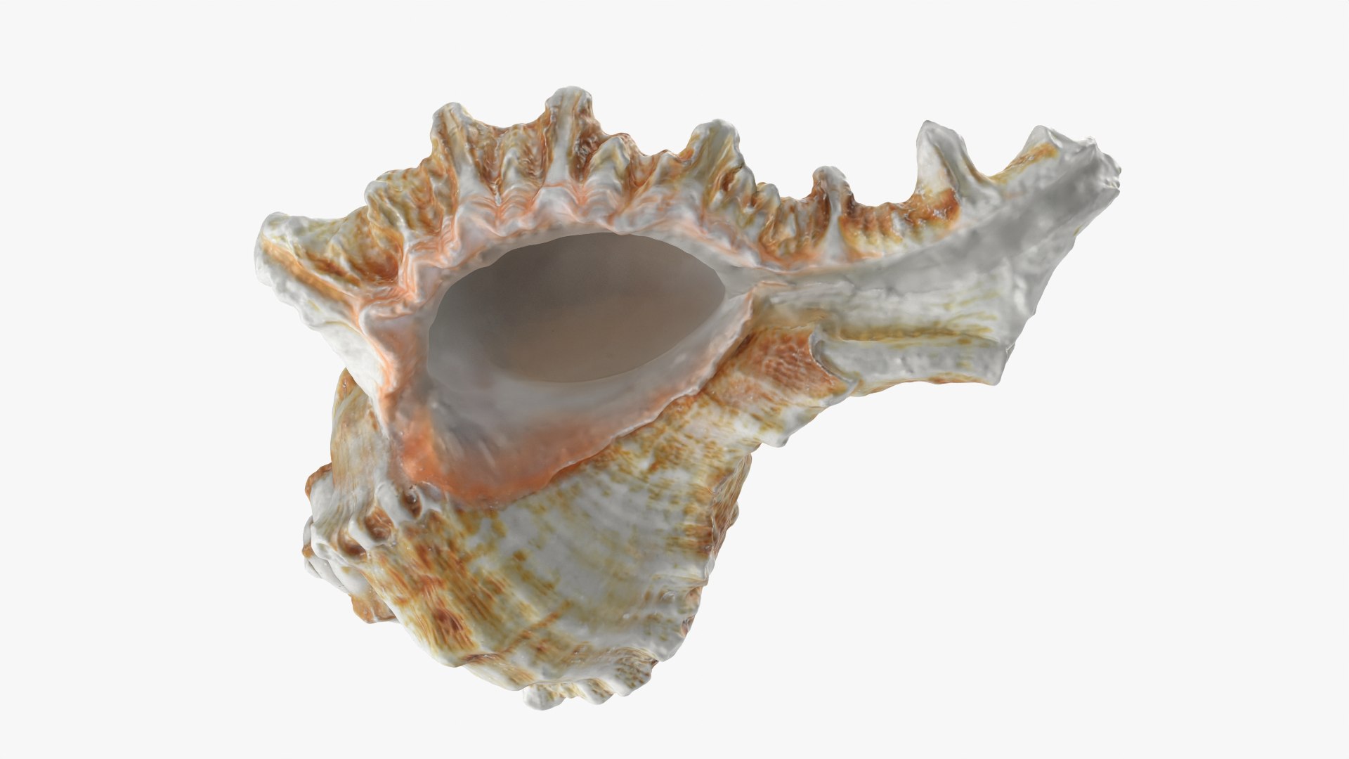 Murex Shell Collection 3D model https://p.turbosquid.com/ts-thumb/mp/ijV4ER/WR/murex03_0003/png/1753296243/1920x1080/fit_q87/45e36ec3bfa77f34eb4755bee31b265a9a8d072d/murex03_0003.jpg