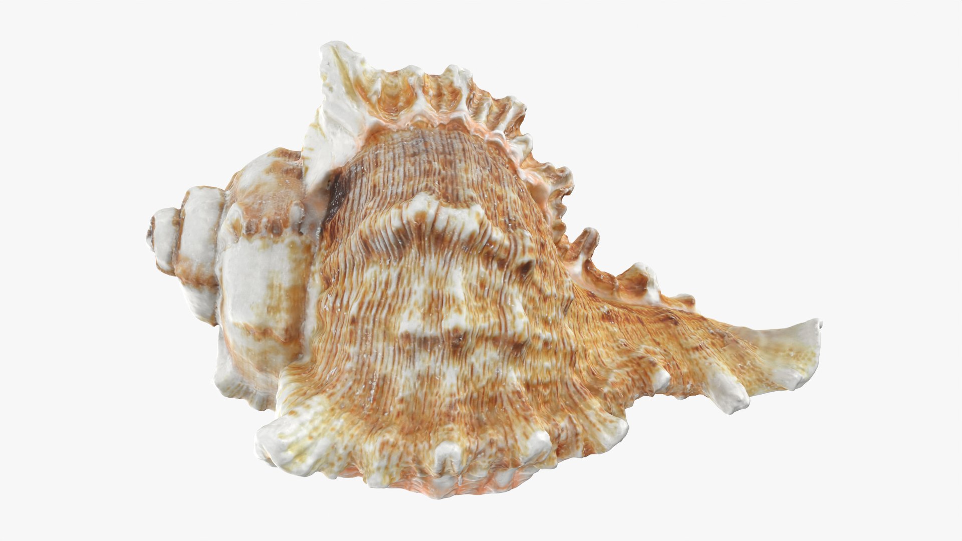 Murex Shell Collection 3D model https://p.turbosquid.com/ts-thumb/mp/ijV4ER/m9/murex03_0002/png/1753296241/1920x1080/fit_q87/5627c3c06107fe943189aca9687b2f5845aad70d/murex03_0002.jpg