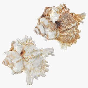 Murex Shell Collection