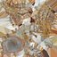 Murex Shell Collection