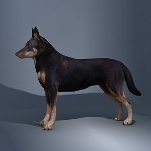 australian sheperd dog 3d 3ds