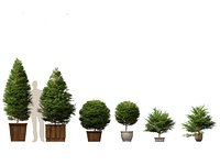 Chamaecyparis obtusa - hinoki cypress 02