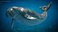 3D marine mammals rigged 2