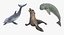 3D marine mammals rigged 2