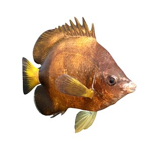 Japanese Butterflyfish 3D model