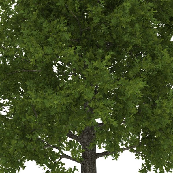 Tree christmas inauguration toronto 2025