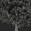 Red Oak Tree Summer