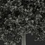 Red Oak Tree Summer