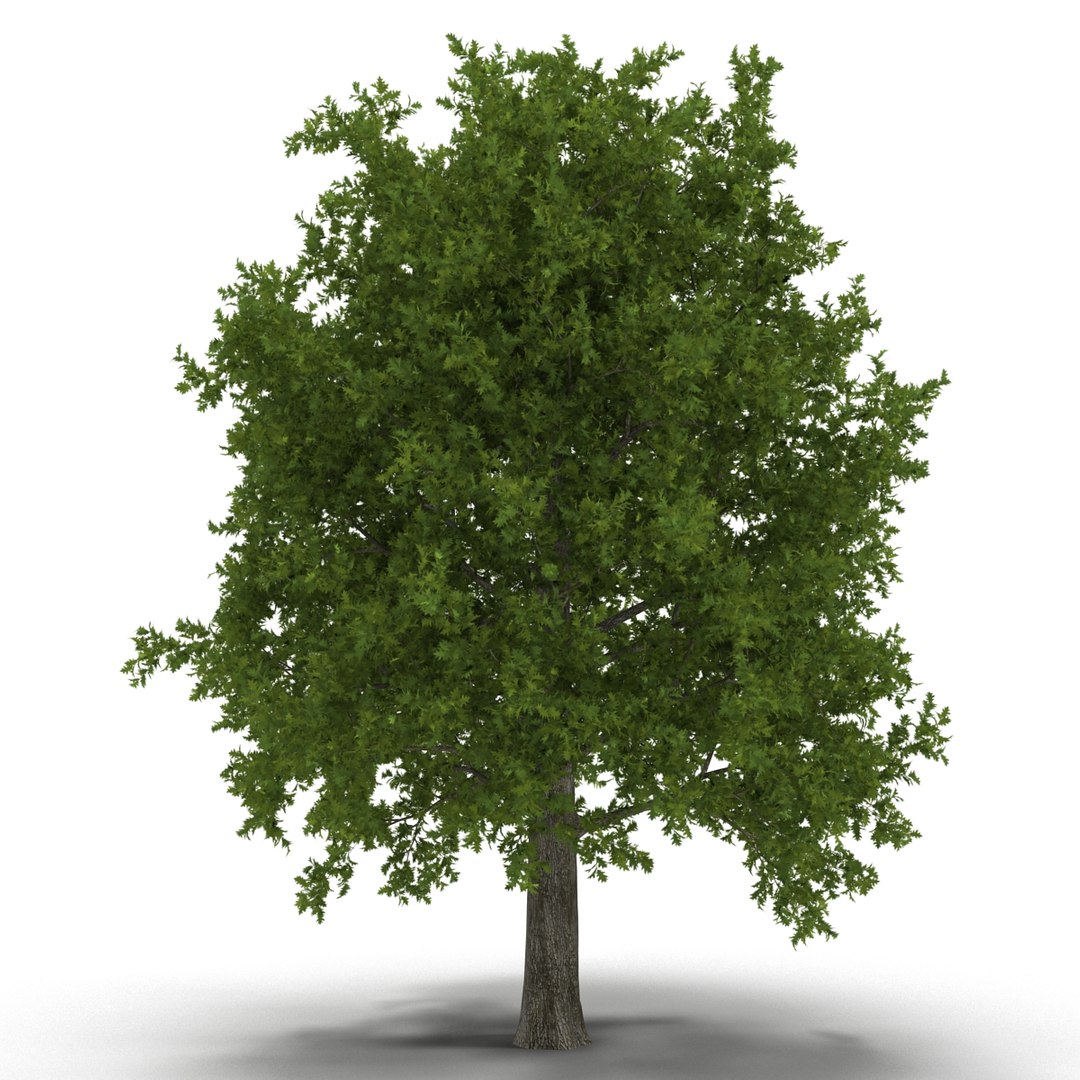 3d red oak tree summer https://p.turbosquid.com/ts-thumb/mq/JNSrdg/nZA782lw/red_oak_tree_summer_0004/jpg/1446203075/1920x1080/fit_q87/020b3d70265134c8dc0ca769bace563ed5caf8ed/red_oak_tree_summer_0004.jpg