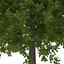 Red Oak Tree Summer