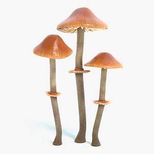 Conocybe Filaris Mushroom