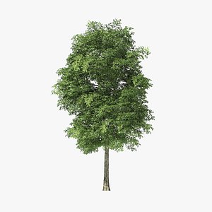 tree rock elm 3D model