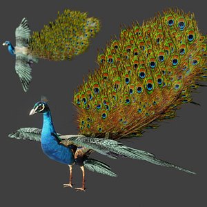 Realistic Rigged Low Poly Peacock