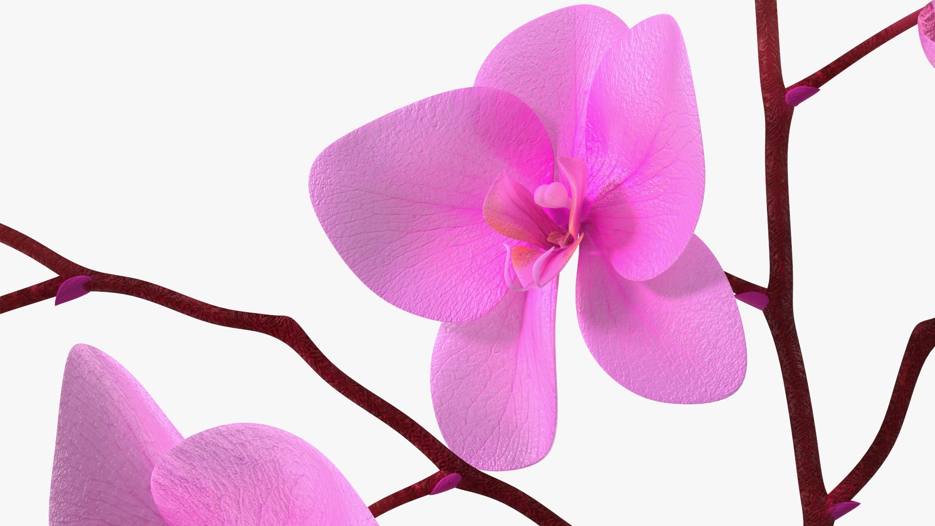 Phalaenopsis Pink Orchid Stem in Ceramic Vase 3D model https://p.turbosquid.com/ts-thumb/mq/VEpNYD/86/phalaenopsispinkorchidsteminceramicvase3dmodel015/jpg/1686818979/1920x1080/fit_q87/6e2cd57a34f8f6030d53ccde0a12d57ff7a9a3d2/phalaenopsispinkorchidsteminceramicvase3dmodel015.jpg