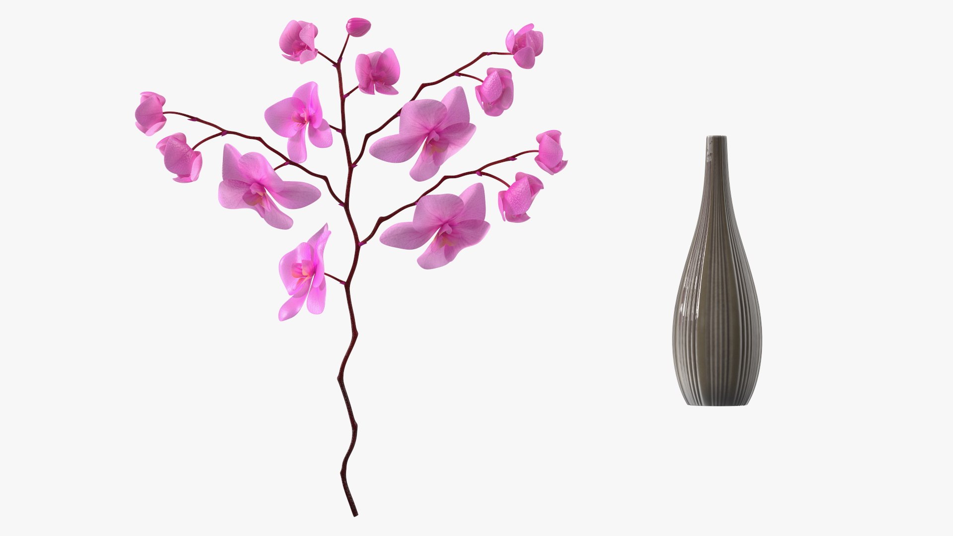 Phalaenopsis Pink Orchid Stem in Ceramic Vase 3D model https://p.turbosquid.com/ts-thumb/mq/VEpNYD/9w/phalaenopsispinkorchidsteminceramicvase3dmodel010/jpg/1686818964/1920x1080/fit_q87/383ee65d4c5d434bd614d224c0c52f7be758f63d/phalaenopsispinkorchidsteminceramicvase3dmodel010.jpg