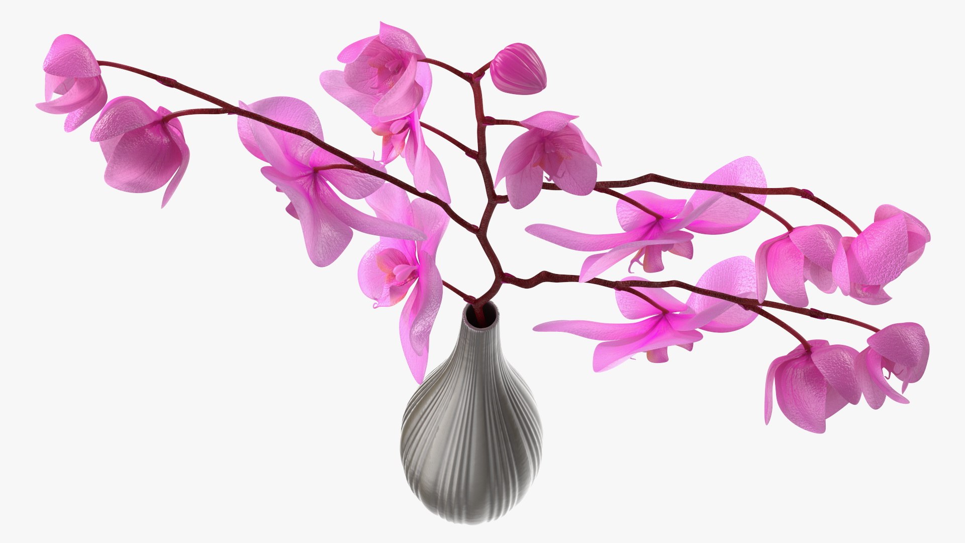 Phalaenopsis Pink Orchid Stem in Ceramic Vase 3D model https://p.turbosquid.com/ts-thumb/mq/VEpNYD/FK/phalaenopsispinkorchidsteminceramicvase3dmodel016/jpg/1686818982/1920x1080/fit_q87/d2425a7ecccfed5942f0c9023aaf55432bc4ced9/phalaenopsispinkorchidsteminceramicvase3dmodel016.jpg