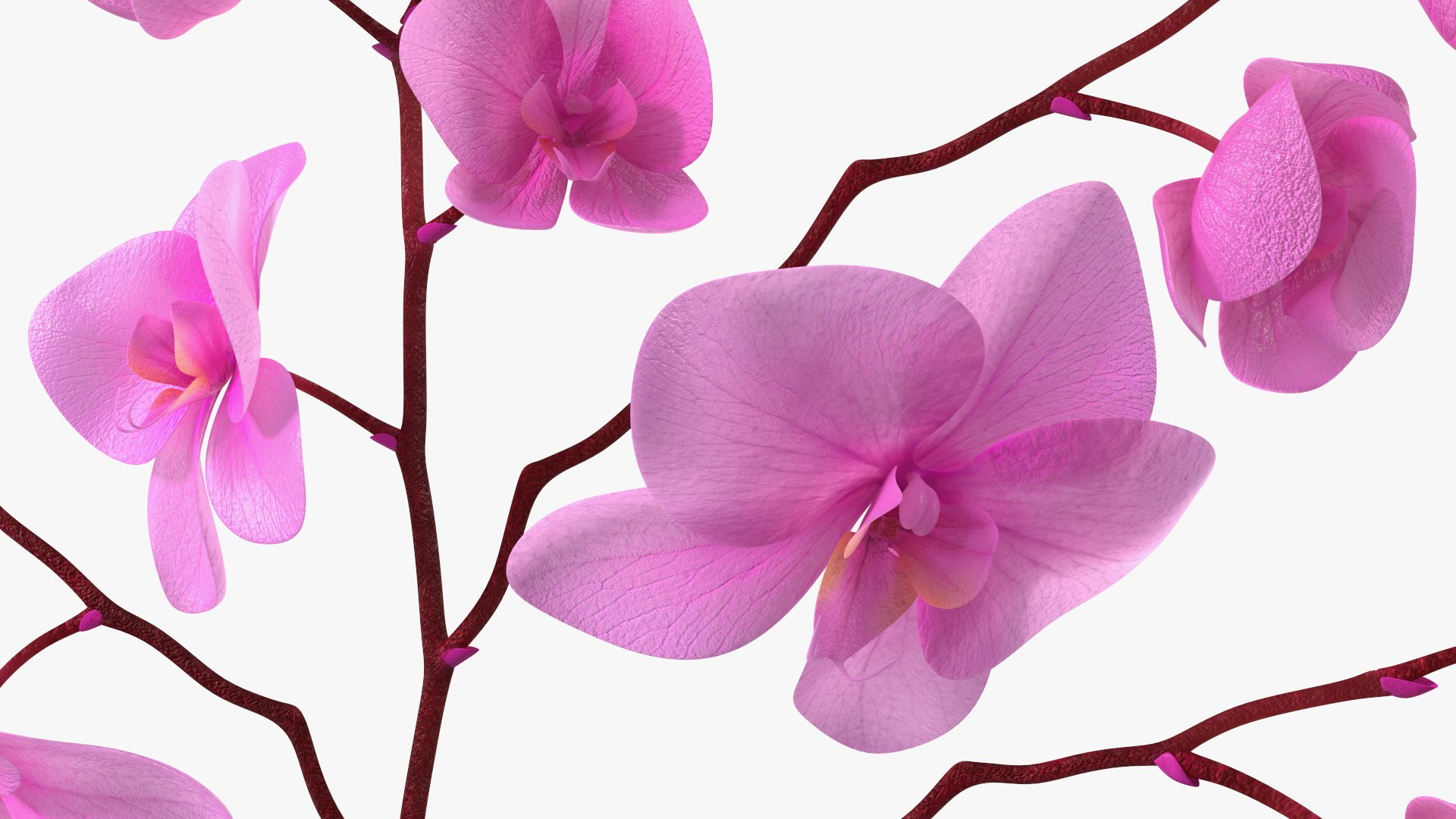 Phalaenopsis Pink Orchid Stem in Ceramic Vase 3D model https://p.turbosquid.com/ts-thumb/mq/VEpNYD/Q9/phalaenopsispinkorchidsteminceramicvase3dmodel014/jpg/1686818976/1920x1080/fit_q87/89fa5d5c63ff9e0dc6b4c96f213906cac358b89c/phalaenopsispinkorchidsteminceramicvase3dmodel014.jpg