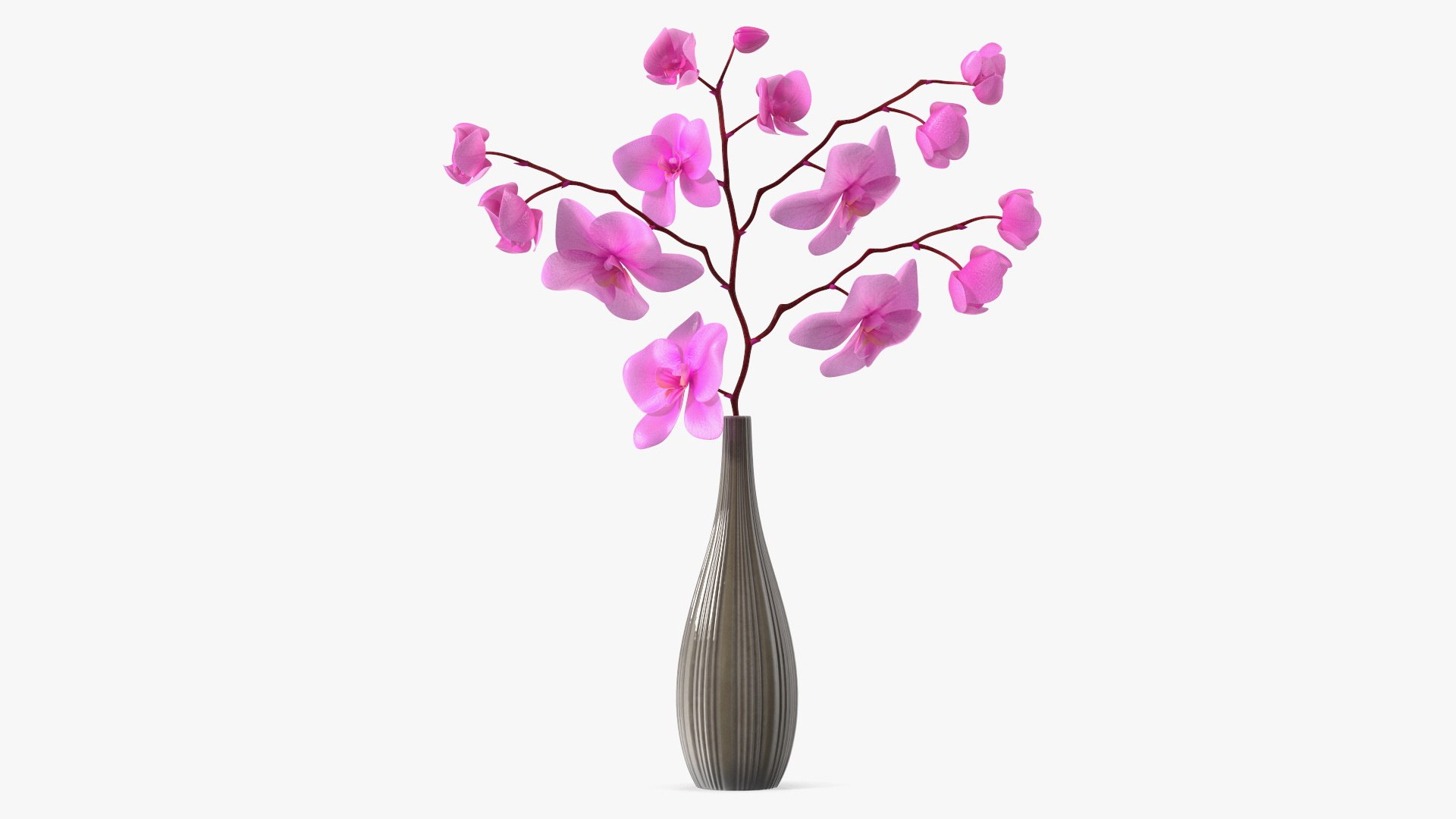 Orchid Collection 2 3D model preview