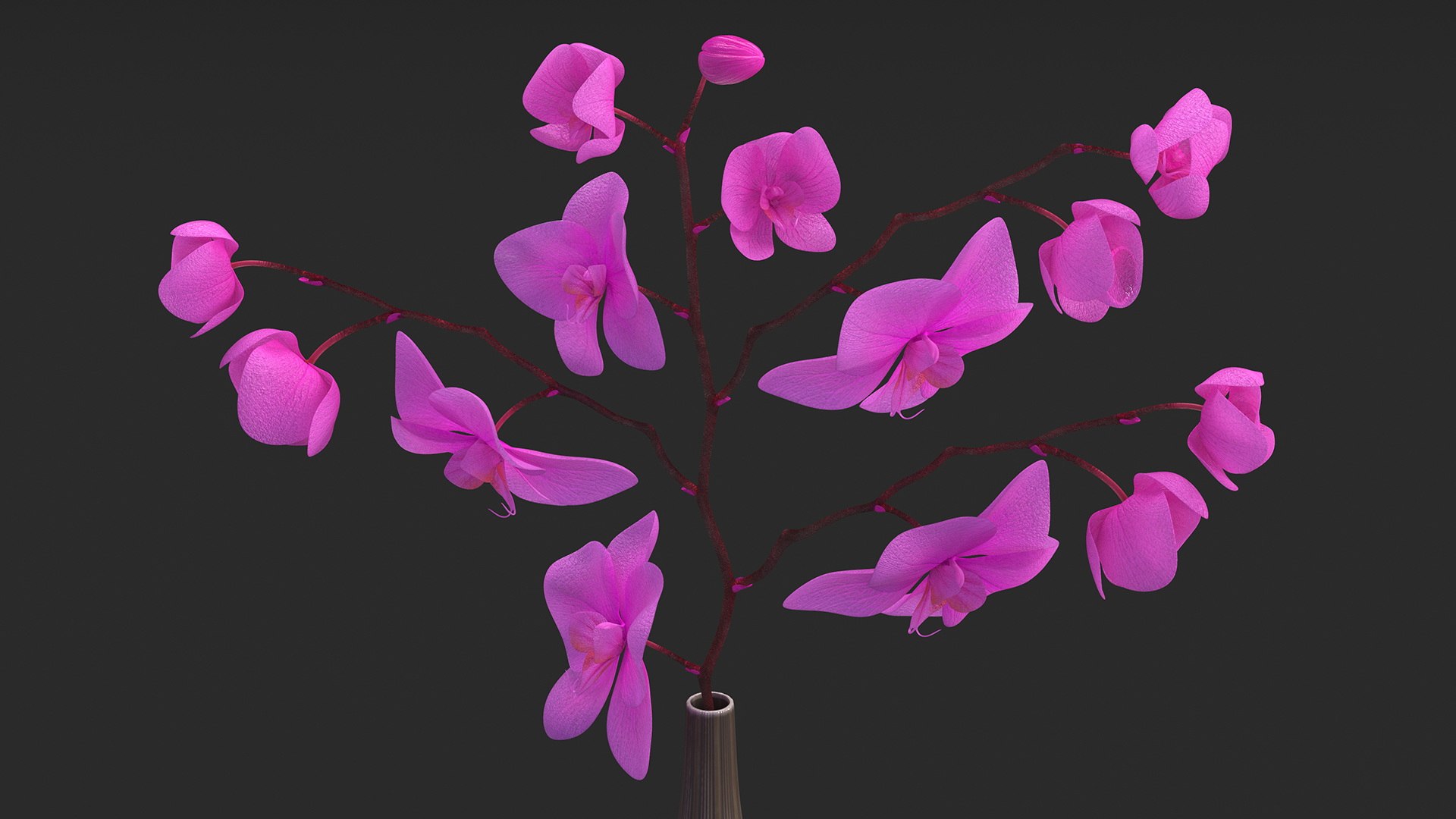 Phalaenopsis Pink Orchid Stem in Ceramic Vase 3D model https://p.turbosquid.com/ts-thumb/mq/VEpNYD/Tj/phalaenopsispinkorchidsteminceramicvase3dmodel009/jpg/1686818961/1920x1080/fit_q87/6ba6c113bfdce0a653086245f72b6f89bafaf6d8/phalaenopsispinkorchidsteminceramicvase3dmodel009.jpg
