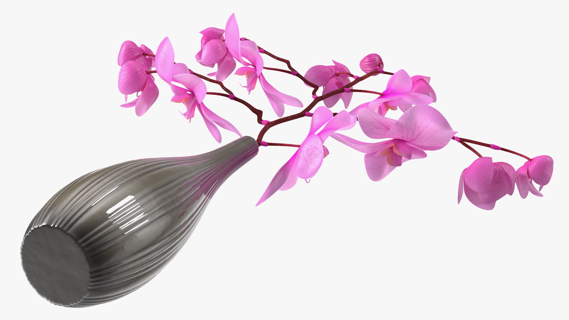 Phalaenopsis Pink Orchid Stem in Ceramic Vase 3D model https://p.turbosquid.com/ts-thumb/mq/VEpNYD/zT/phalaenopsispinkorchidsteminceramicvase3dmodel017/jpg/1686818985/1920x1080/fit_q87/633034e6b3dd18e0deaa97351ff5595e9c54629b/phalaenopsispinkorchidsteminceramicvase3dmodel017.jpg