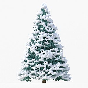 Abies No 1 with Snow