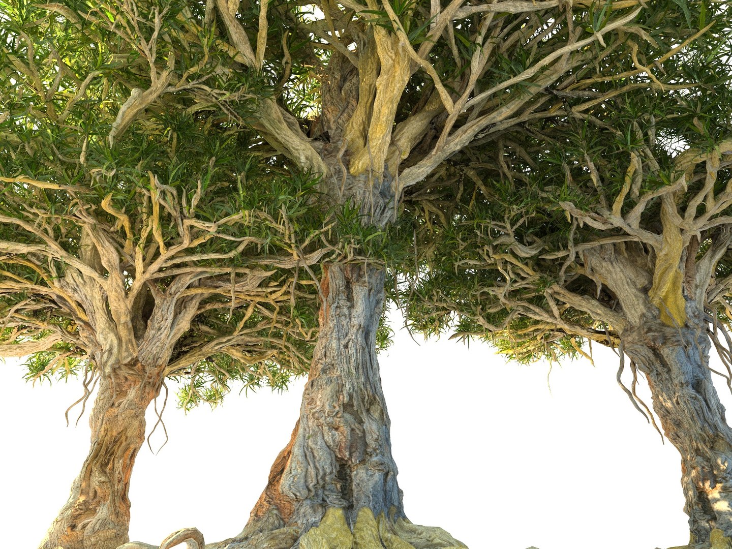 3D Model Dragon Tree Pack Hd - TurboSquid 1392238