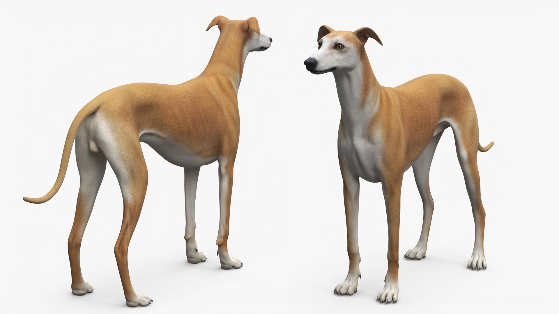 Large Dogs Collection 3D https://p.turbosquid.com/ts-thumb/mq/rWefXK/3T/large_dogs_collection_002/jpg/1763388528/1920x1080/fit_q87/e08fc0d4a9d590c42bbaa93a96fa1e55c078b35d/large_dogs_collection_002.jpg