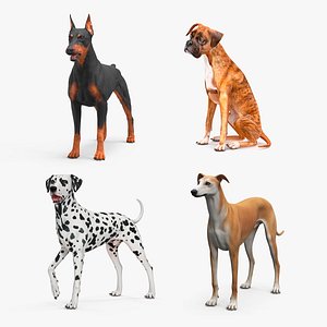 Large Dogs Collection