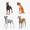 Large Dogs Collection