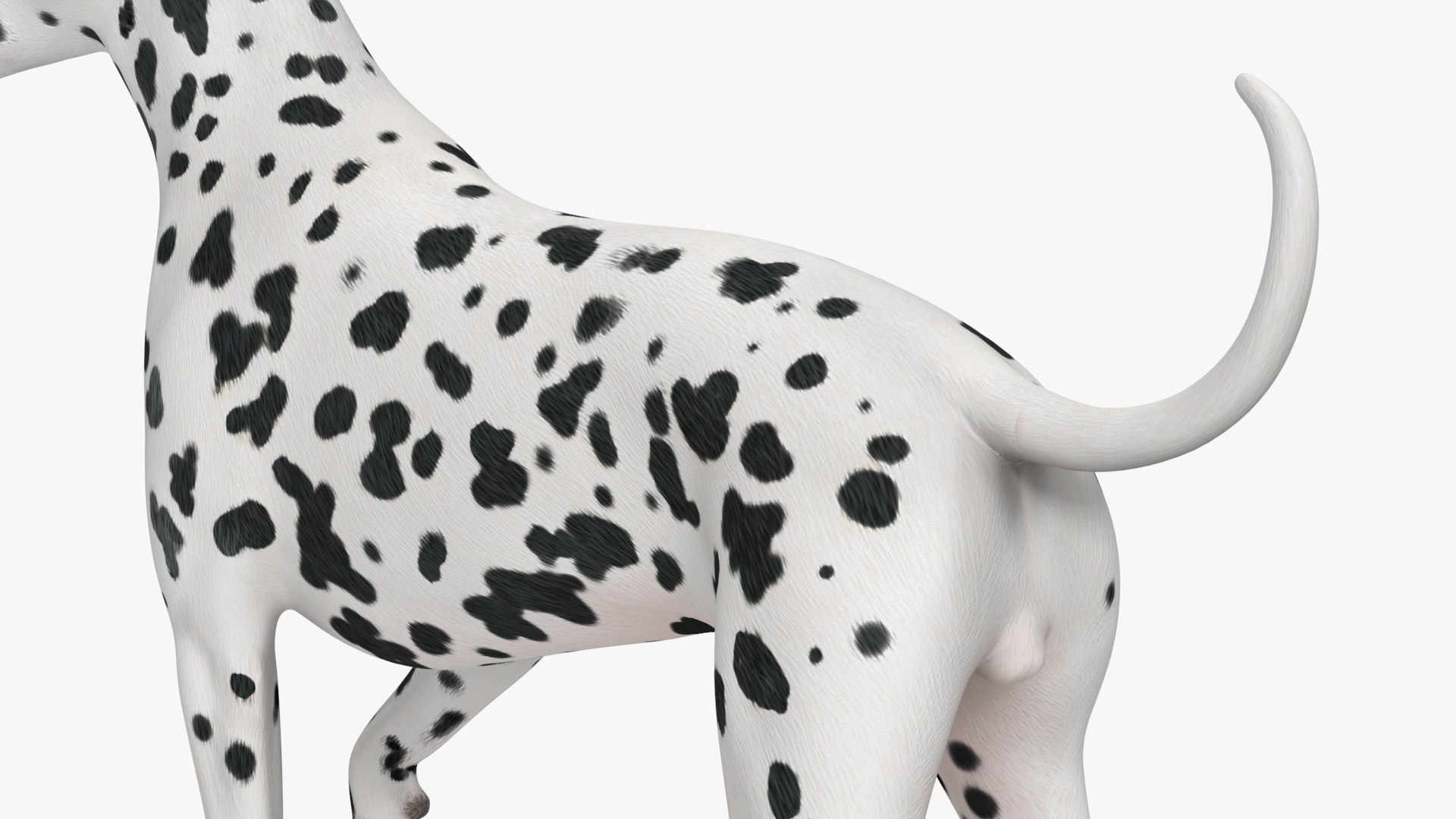 Large Dogs Collection 3D https://p.turbosquid.com/ts-thumb/mq/rWefXK/Qa/large_dogs_collection_017/jpg/1763388535/1920x1080/fit_q87/11f2d5cd4a0b9f4cd7520285839c9ba455c26f55/large_dogs_collection_017.jpg
