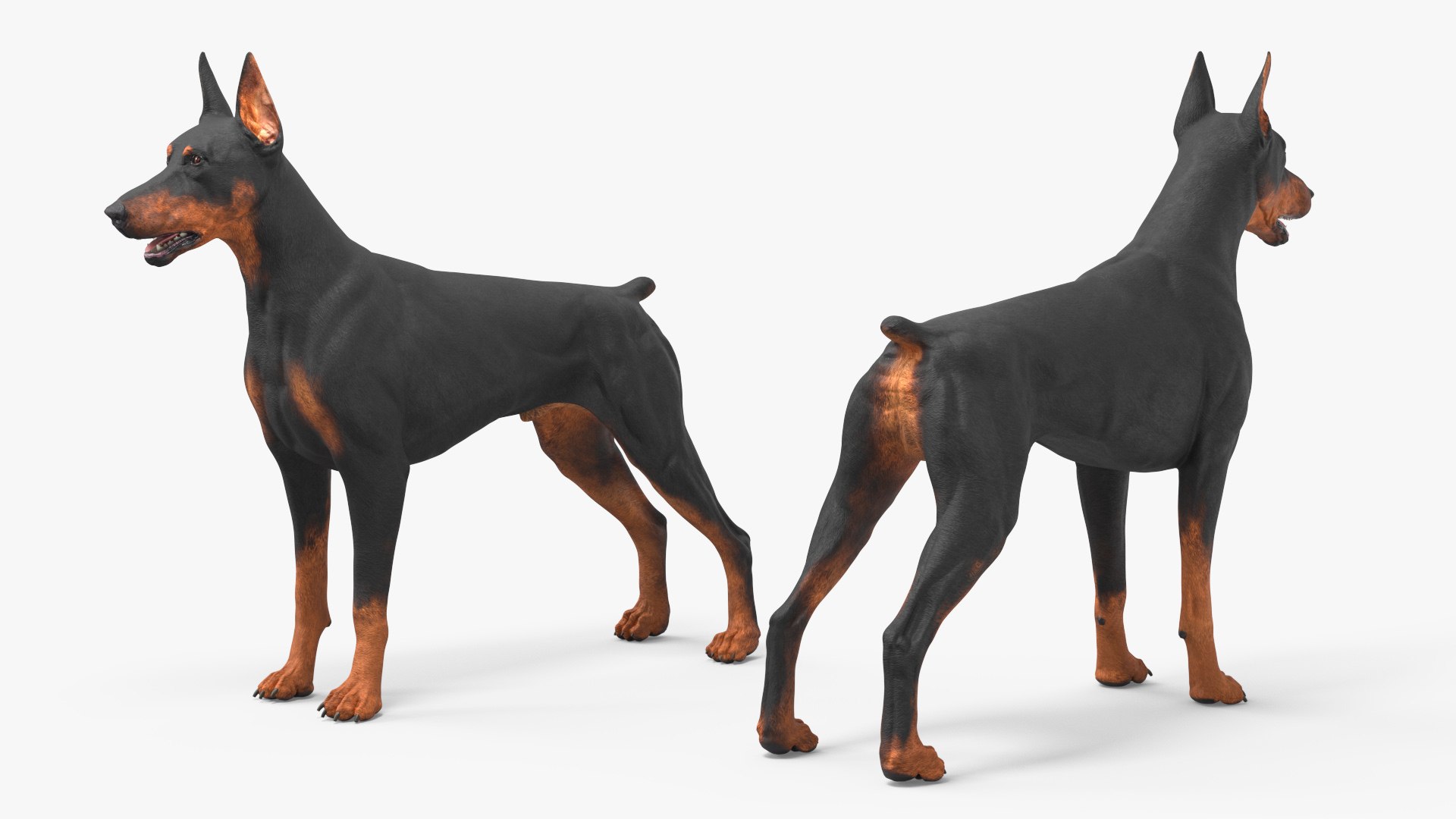 Large Dogs Collection 3D https://p.turbosquid.com/ts-thumb/mq/rWefXK/X4/large_dogs_collection_011/jpg/1763388532/1920x1080/fit_q87/183d325e4d49e4cb40ec84492e0643196303b769/large_dogs_collection_011.jpg