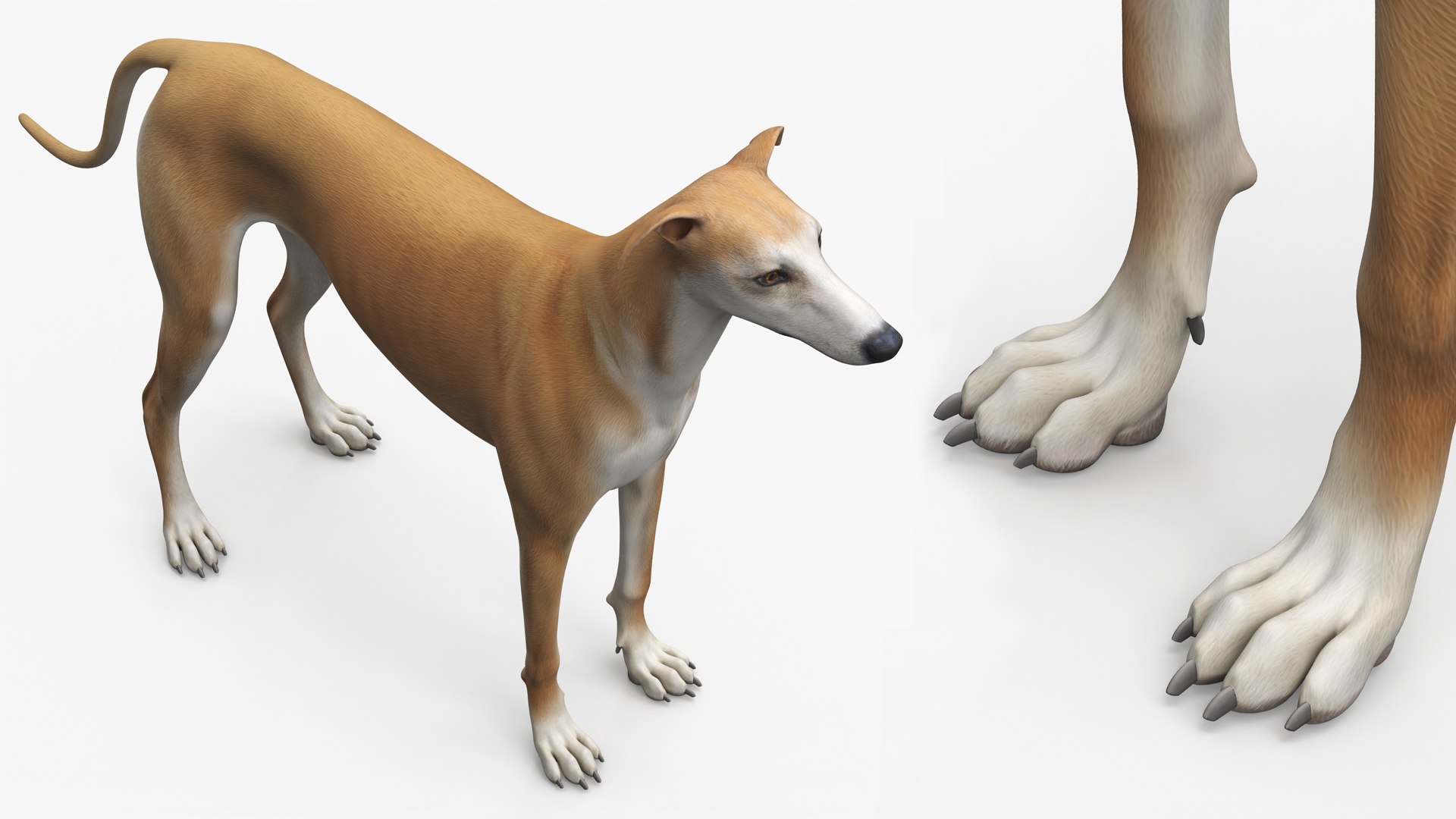 Large Dogs Collection 3D https://p.turbosquid.com/ts-thumb/mq/rWefXK/Y5/large_dogs_collection_003/jpg/1763388528/1920x1080/fit_q87/d8f5305754275e9d8caf63274252a6847fc47c14/large_dogs_collection_003.jpg