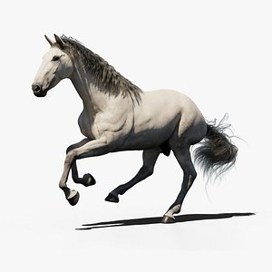 Andalusian horse animated