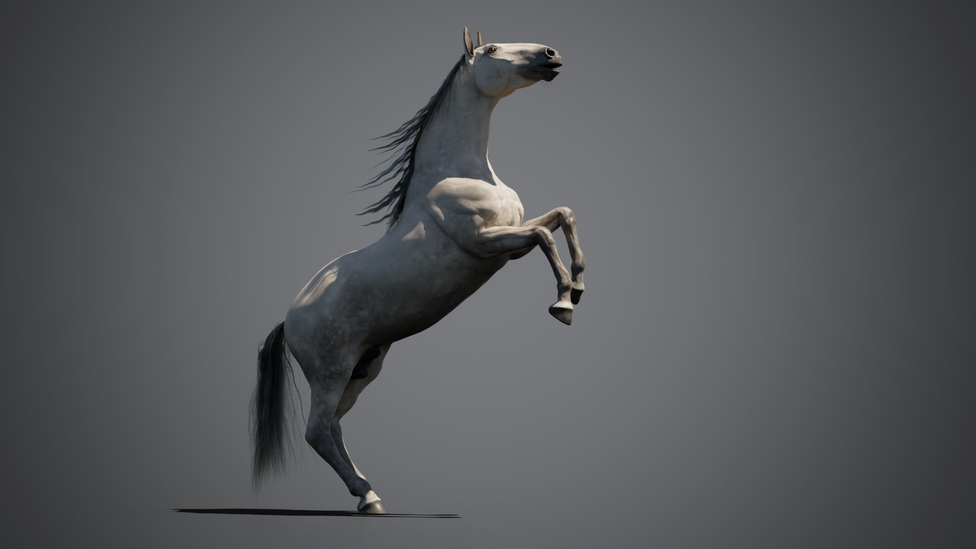Equine pack 3D model https://p.turbosquid.com/ts-thumb/mq/tLiycF/Ix/01_compositing/png/1786052838/1920x1080/fit_q87/4234d51fc6a58de4649f7cdea0a7f8954cfbe07d/01_compositing.jpg