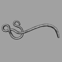 ebola Virus 4