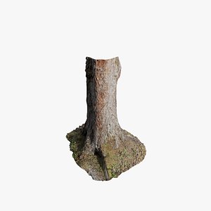 3D Anydrafts Betula albosinensis Trunk 12