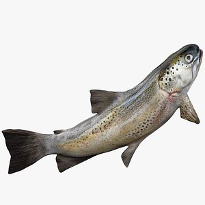 TROUT L1992 3D