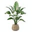 5 Modern Potted Grasses and Ivy Houseplants - Set 206