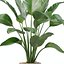 5 Modern Potted Grasses and Ivy Houseplants - Set 206