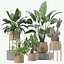 5 Modern Potted Grasses and Ivy Houseplants - Set 206