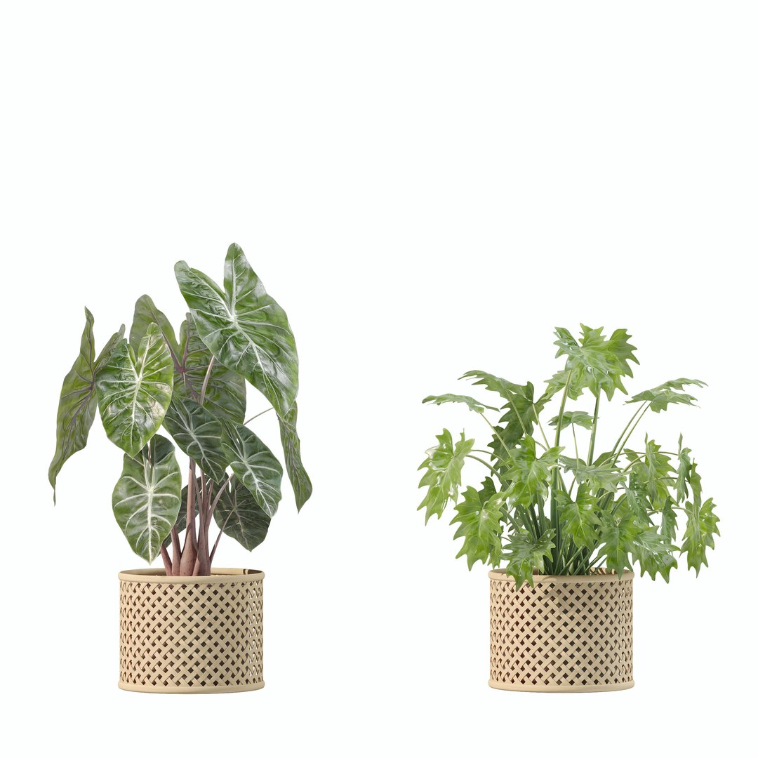 Plants collection 206 - alocasia strelitzia cactus philodendron 3D model https://p.turbosquid.com/ts-thumb/mr/Nv8bdF/dF/2/jpg/1717484894/1920x1080/fit_q87/1e723af737bfaf1de946e45f353d4d591db67b93/2.jpg