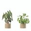 5 Modern Potted Grasses and Ivy Houseplants - Set 206