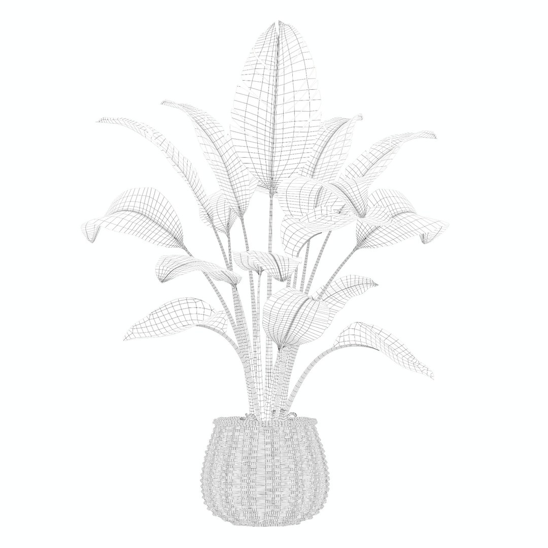 Plants collection 206 - alocasia strelitzia cactus philodendron 3D model https://p.turbosquid.com/ts-thumb/mr/Nv8bdF/il/6/jpg/1717484887/1920x1080/fit_q87/0fb2154e3d11751f017ef52ee60024ba41b0dd7d/6.jpg